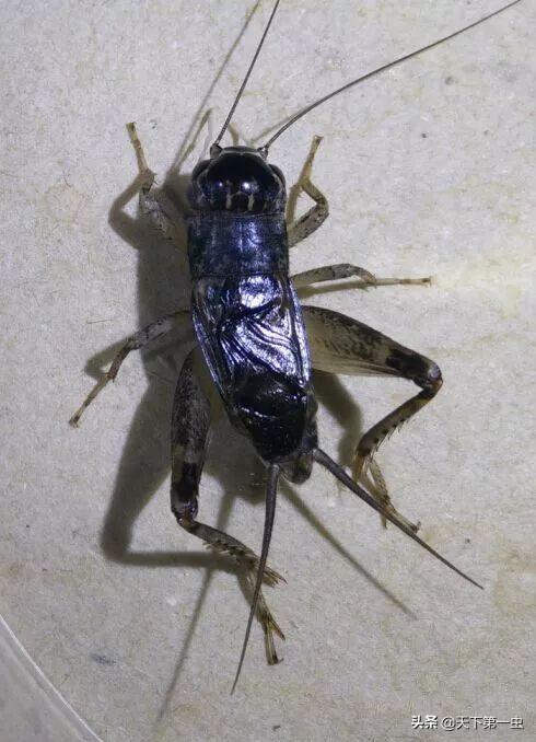 异虫王级蟋蟀玉尾图片