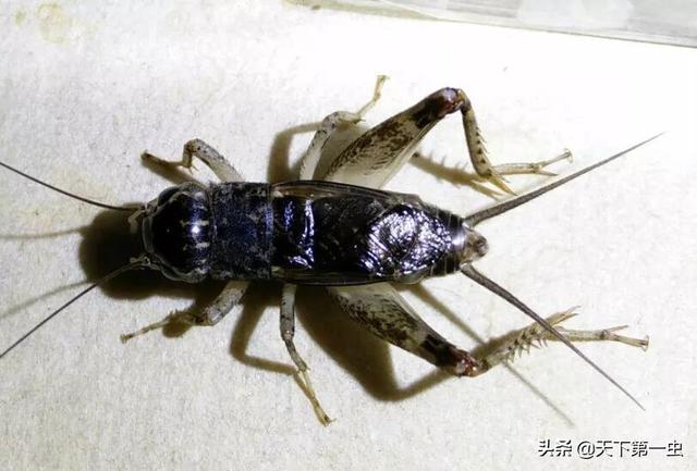 古谱蟋蟀10大奇虫图片