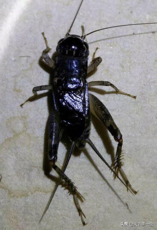 两广蟋蟀经典虫王图片图片